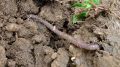 soil biodiversity
